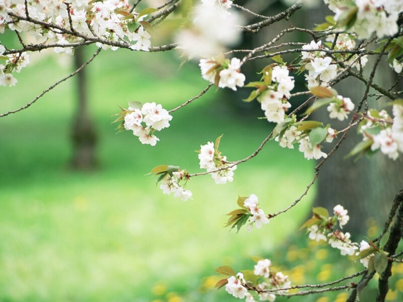 Cherry Blossom Branches — White, Serene, Spring, Photograph, Flowers, Leaves, Tree Trunk, Green