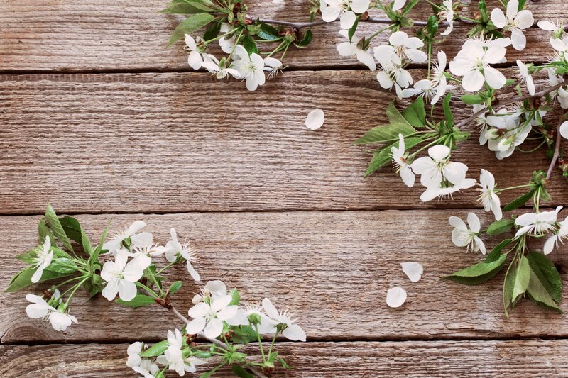 Cherry Blossom Branches — White, Serene, Spring, Photograph, Flowers, Leaves, Wood