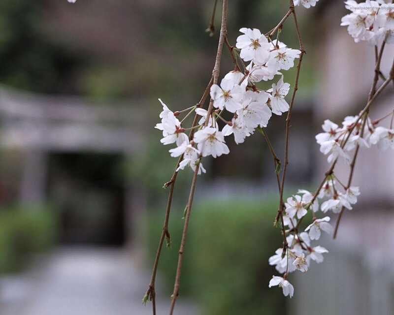 Cherry Blossom Branches — White, Serene, Spring, Photograph, Flowers, Path
