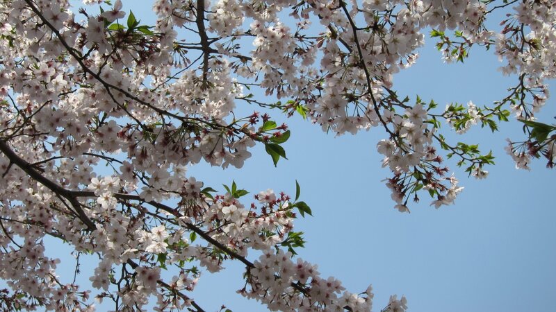 Cherry Blossom Branches — White, Serene, Spring, Photograph, Flowers, Sky, Leaves