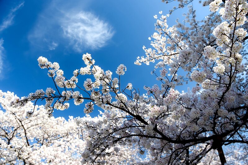 Cherry Blossom Branches — White, Serene, Spring, Photograph, Flowers, Sky