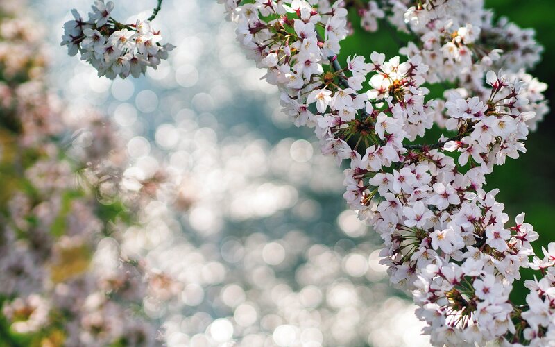 Cherry Blossom Branches — White, Serene, Spring, Photograph, Flowers, Sunlight