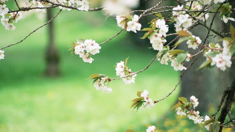 Cherry Blossom Branches — White, Serene, Spring, Photograph, Flowers