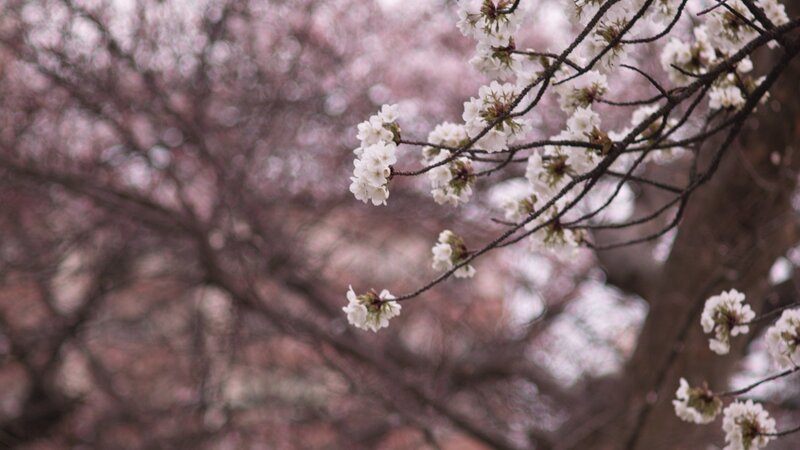 Cherry Blossom Branches — White, Serene, Spring, Photograph, Flowers, Tree Branches
