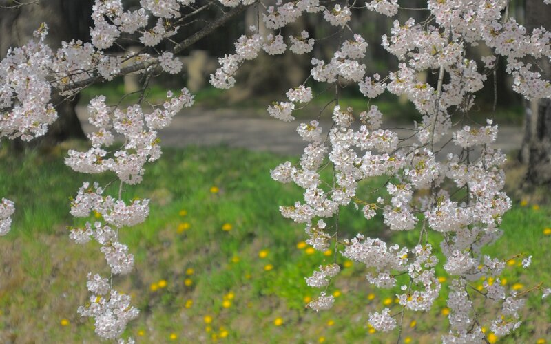Cherry Blossom Branches — White, Serene, Spring, Photograph, Grass