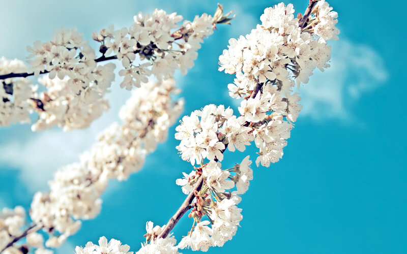 Cherry Blossom Branches — White, Serene, Spring, Photograph, Sky, Clouds