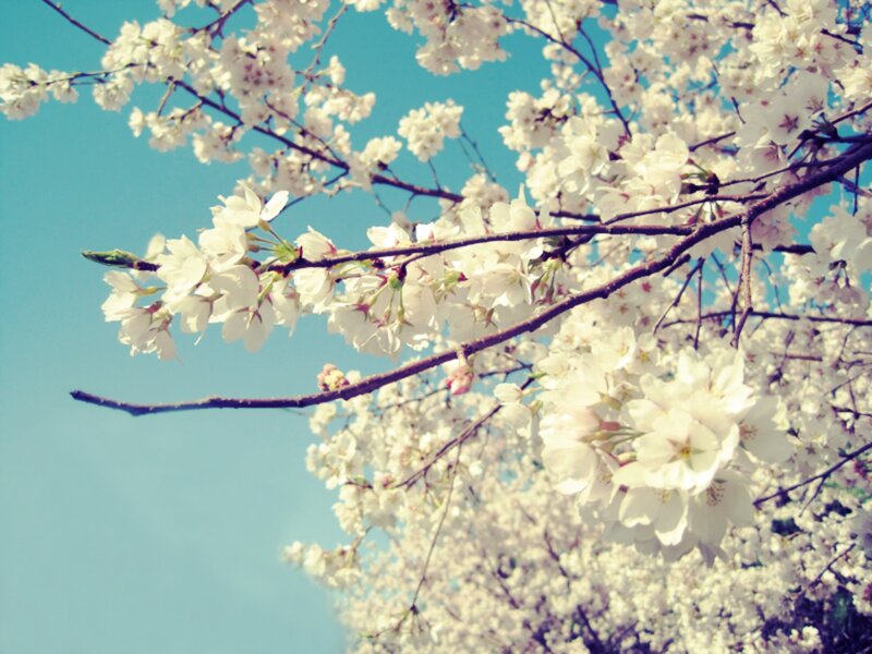 Cherry Blossom Branches — White, Serene, Spring, Photograph, Sky, Flowers