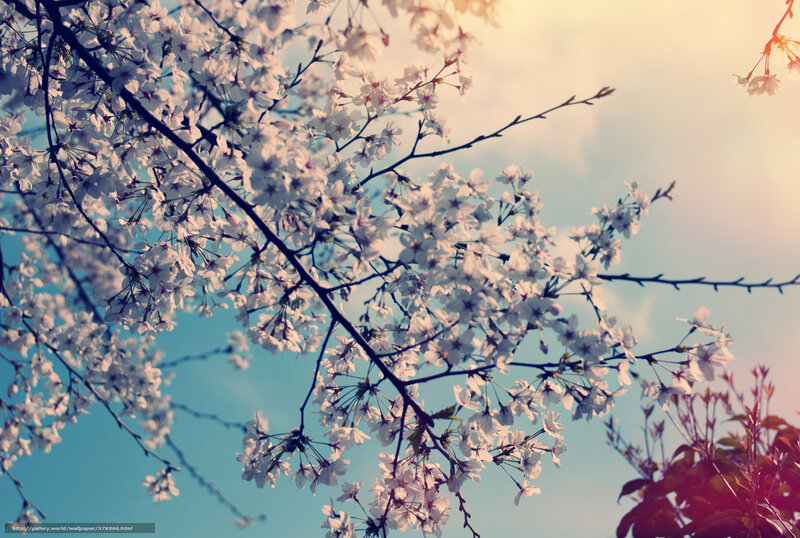 Cherry Blossom Branches — White, Serene, Spring, Photograph, Sky, Sunlight