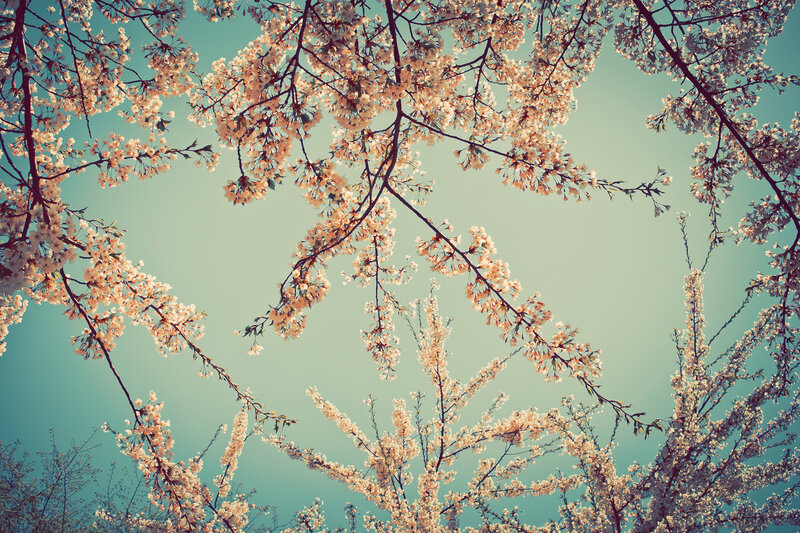 Cherry Blossom Branches — White, Serene, Spring, Photograph, Sky