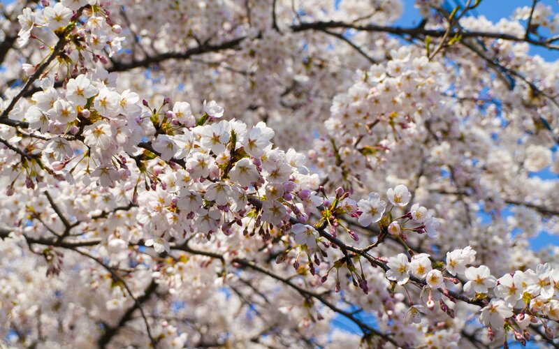 Cherry Blossom Branches — White, Serene, Spring, Photograph