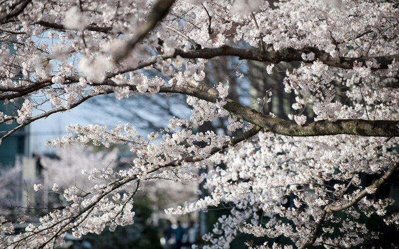 Cherry Blossom Branches — White, Serene, Spring, Photograph, Tree, Sky