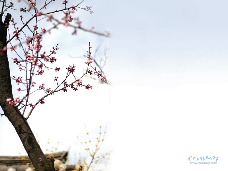 Cherry Blossom Branches — White, Serene, Spring, Photograph, Tree Trunk