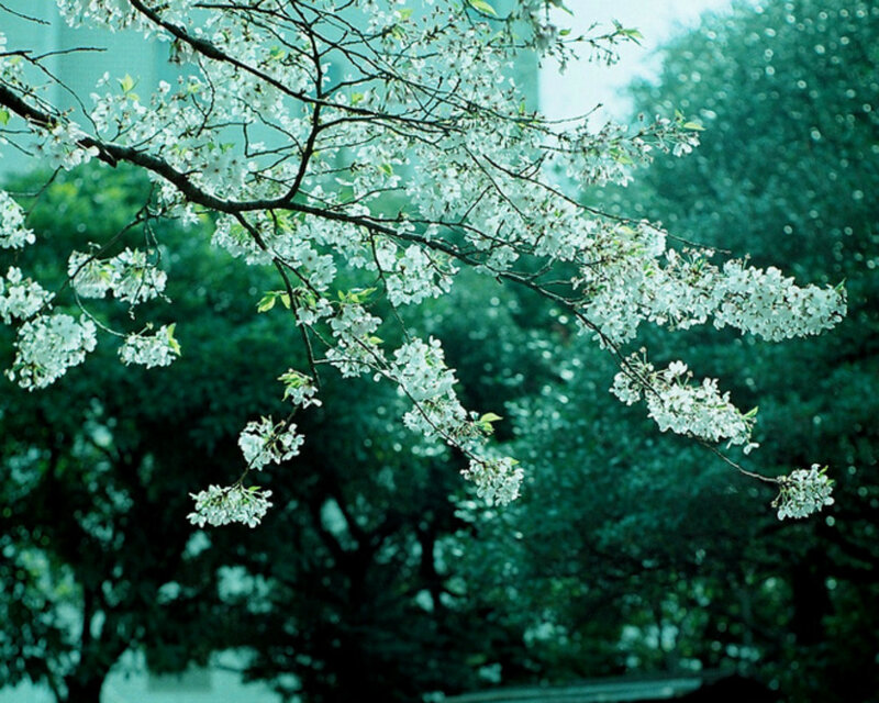 Cherry Blossom Branches — White, Serene, Spring, Photograph, Trees, Flowers