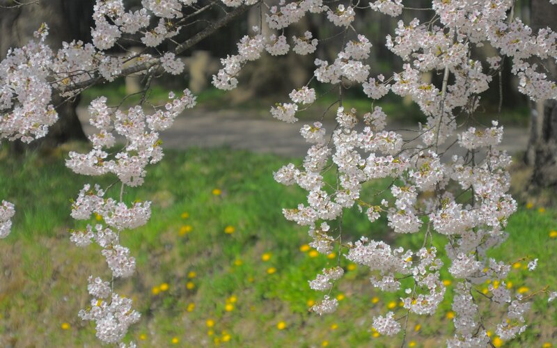 Cherry Blossom Branches — White, Serene, Spring, Photograph, Trees, Grass, Flowers