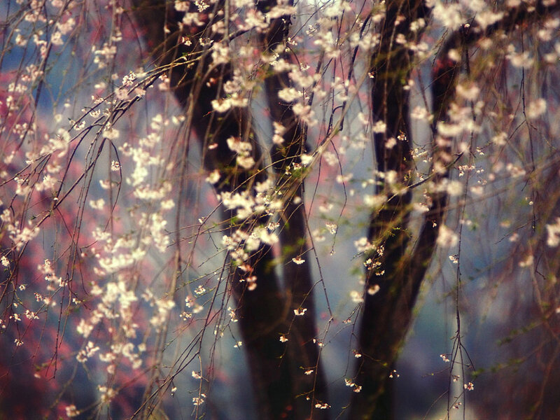 Cherry Blossom Branches — White, Serene, Spring, Photograph, Trees