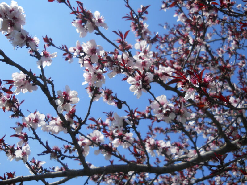 Cherry Blossom Branches — White, Serene, Spring