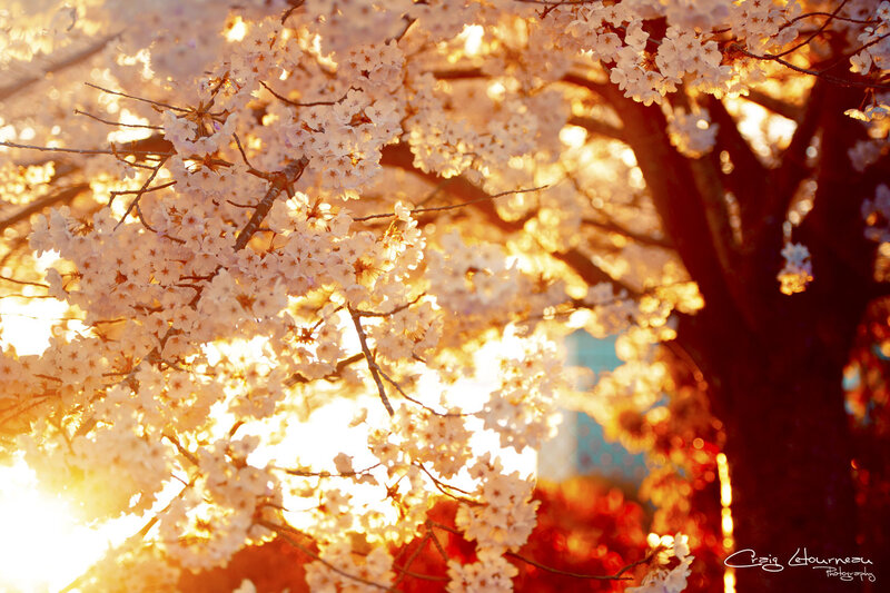 Cherry Blossom Branches — White, Serene, Sunset