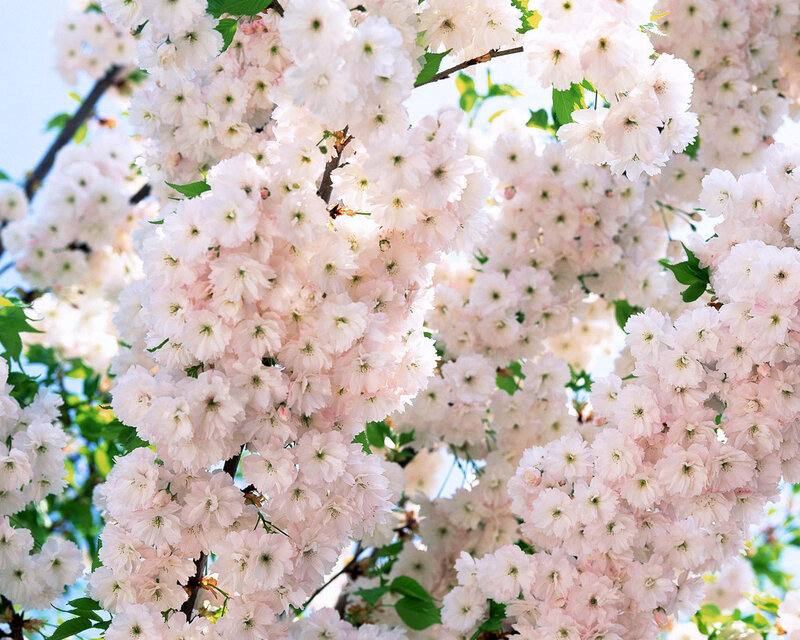 Cherry Blossom Branches — White, Serene