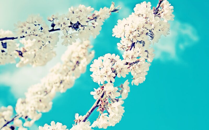 Cherry Blossom Branches — White, Spring
