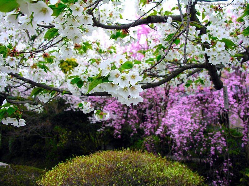 Cherry Blossom Branches — White