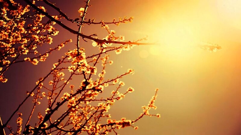 Cherry Blossom Branches — Yellow