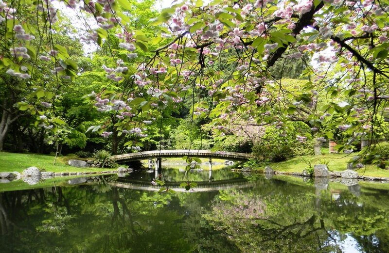Cherry Blossom Bridge — Green