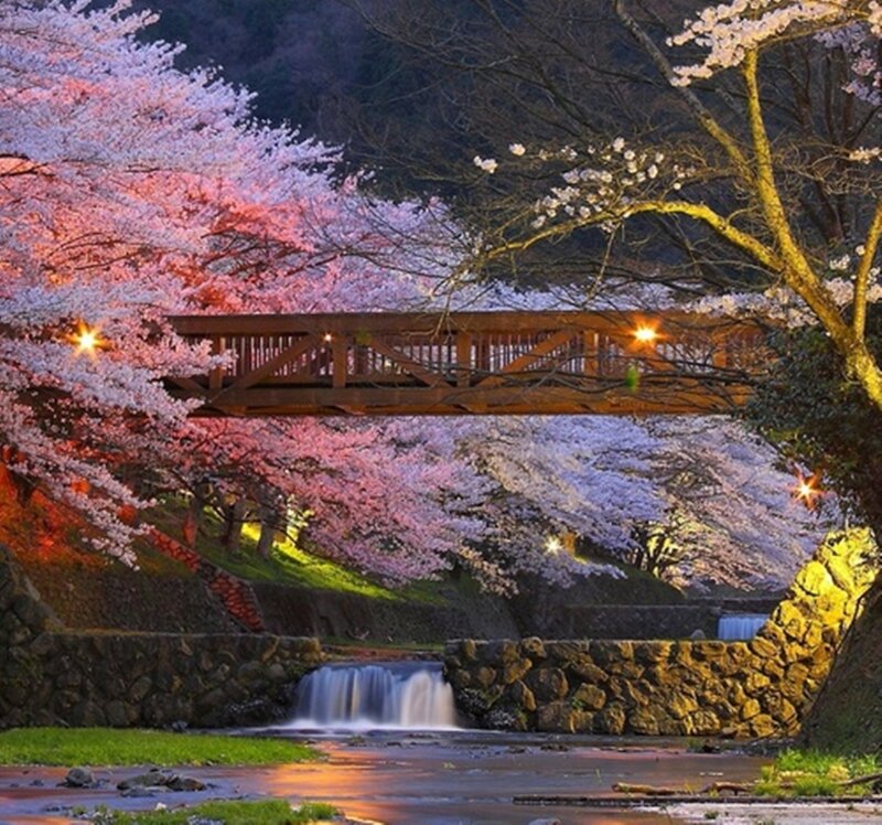 Cherry Blossom Bridge — Pink, Serene, Night