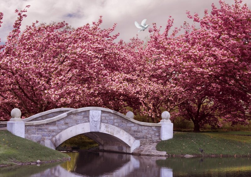 Cherry Blossom Bridge — Pink, Serene, Spring, Photograph