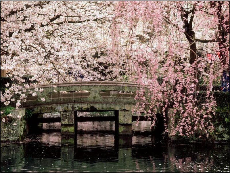 Cherry Blossom Bridge — Pink