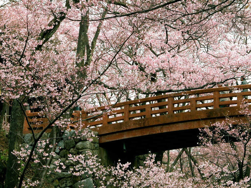Cherry Blossom Bridge