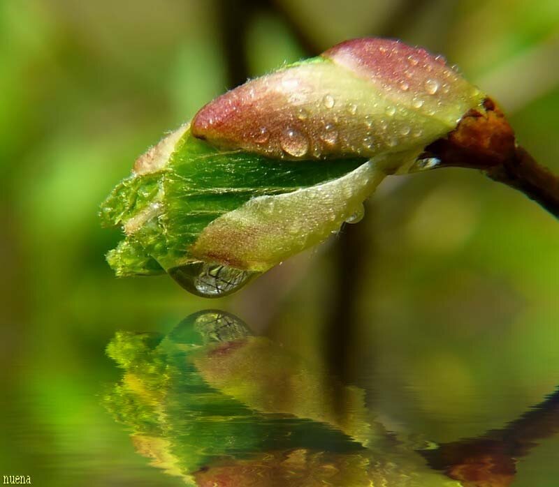 Cherry Blossom Bud