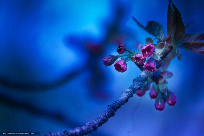 Cherry Blossom Buds — Blue, Serene