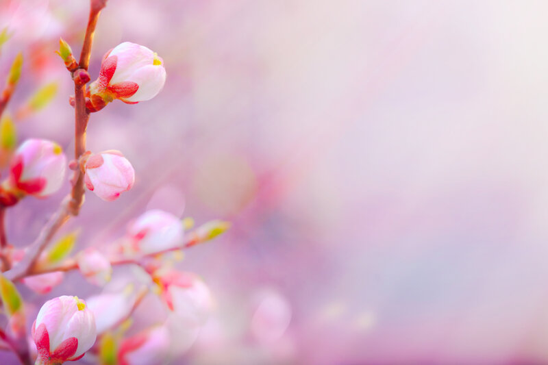 Cherry Blossom Buds — Pink