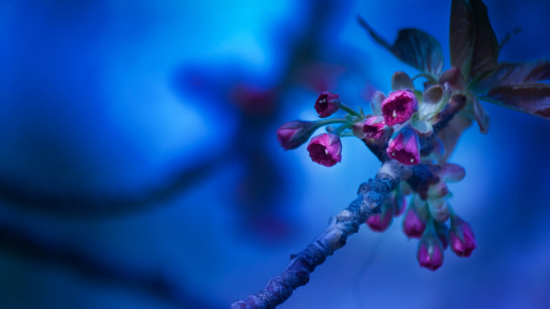 Cherry Blossom Buds