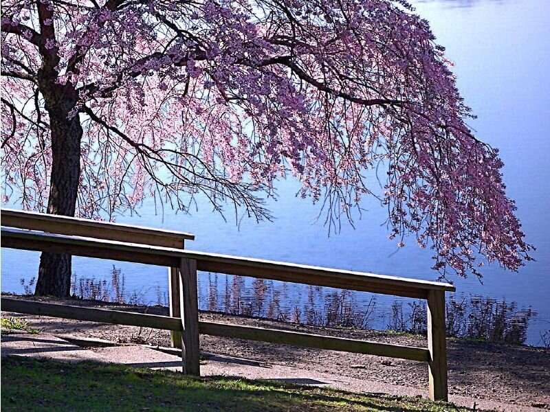 Cherry blossom by the lake