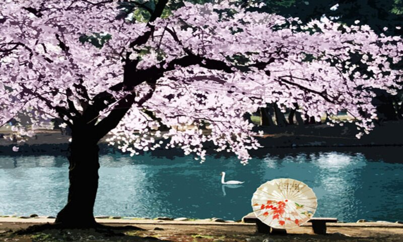 Cherry blossom by the lake