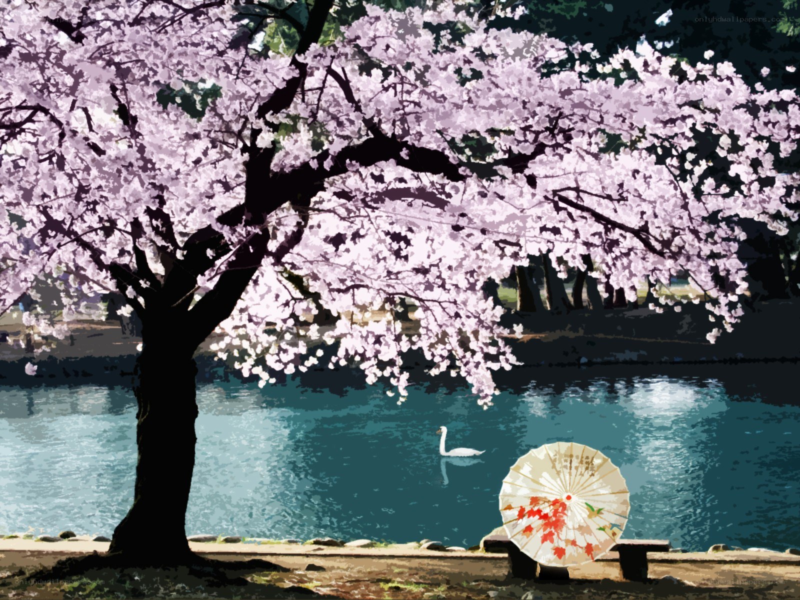 Cherry blossom by the lake