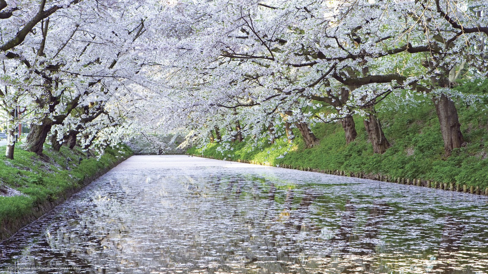 Cherry blossom canal in spring
