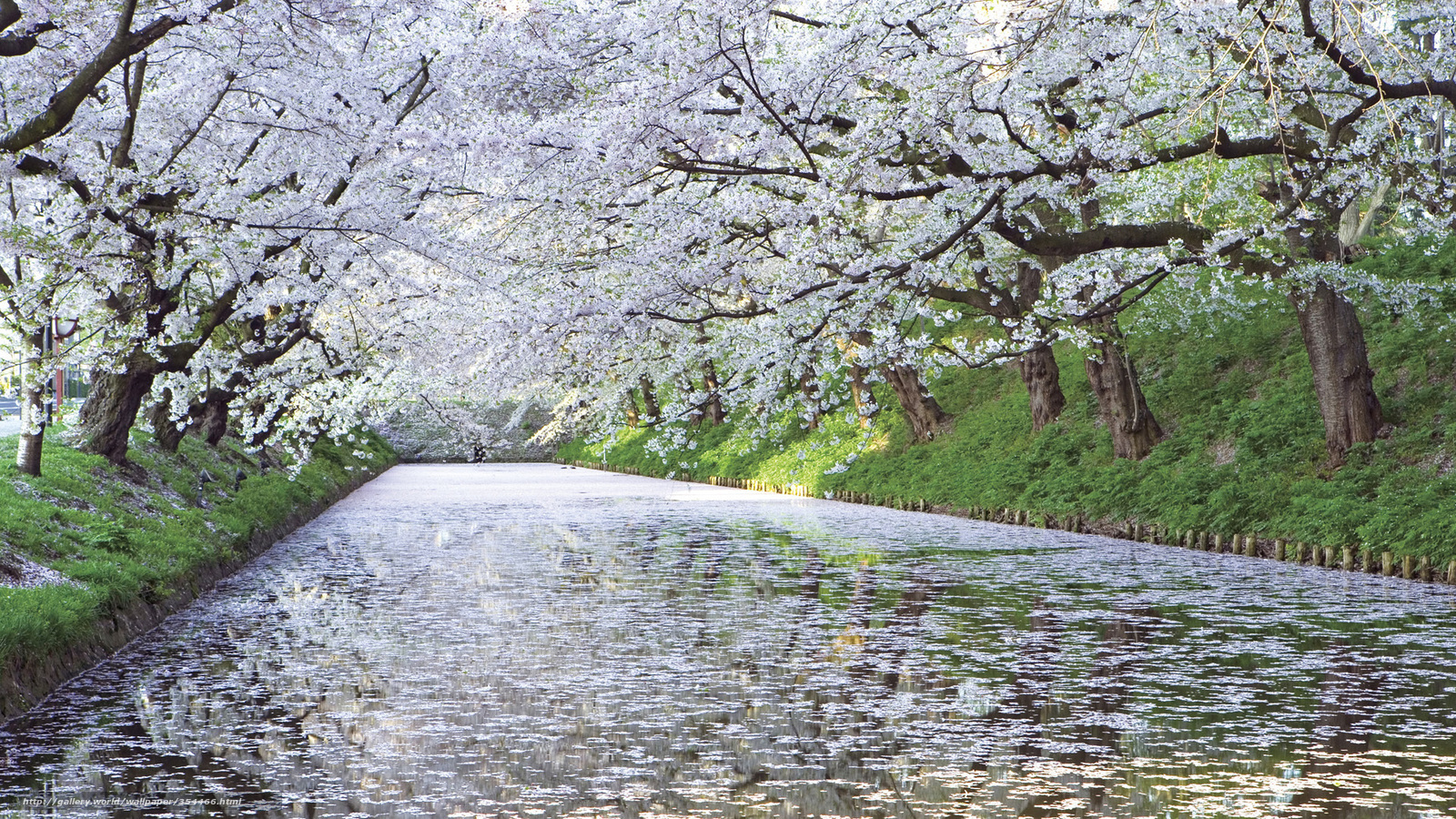 Cherry blossom canal in spring