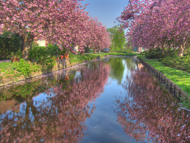 Cherry Blossom Canal