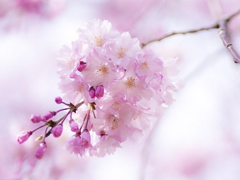 Cherry Blossom Cluster — Pink, Serene, Spring, Photograph, Blossoms