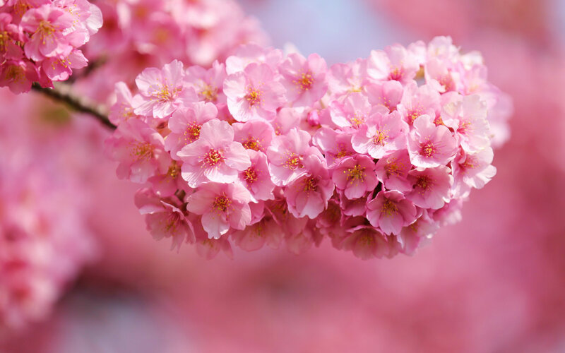 Cherry Blossom Cluster — Pink, Serene, Spring, Photograph, Branch