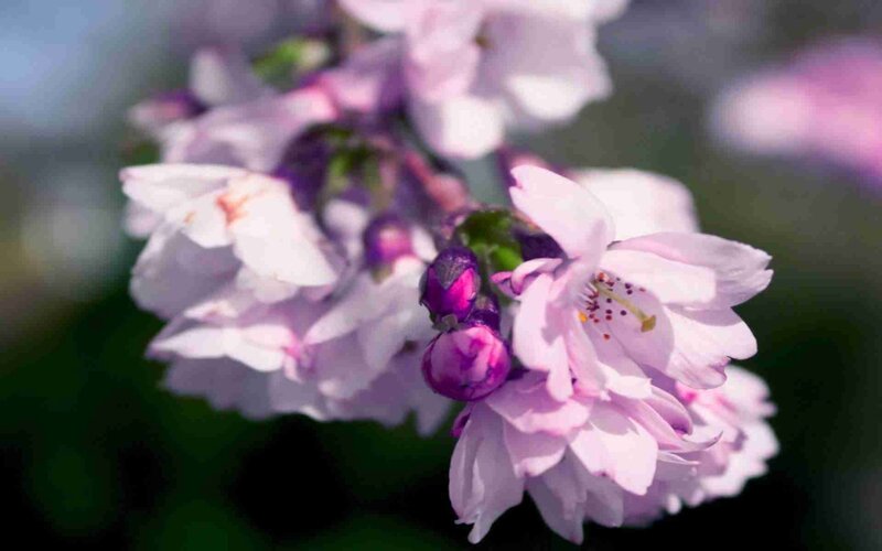 Cherry Blossom Cluster — Pink, Serene, Spring, Photograph, Buds