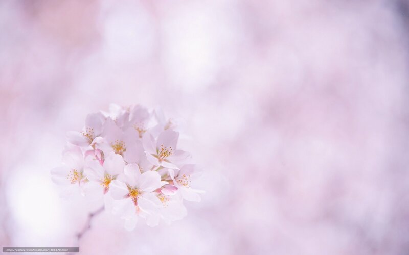 Cherry Blossom Cluster — Pink, Serene, Spring, Photograph, Flower, Branch, Petals