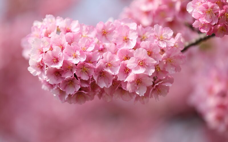 Cherry Blossom Cluster — Pink, Serene, Spring, Photograph, Flower