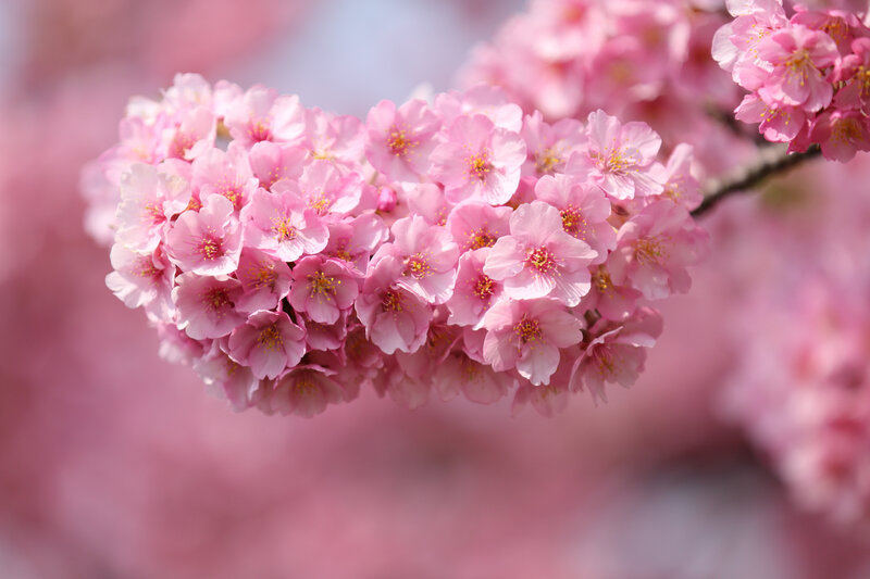Cherry Blossom Cluster — Pink, Serene, Spring, Photograph
