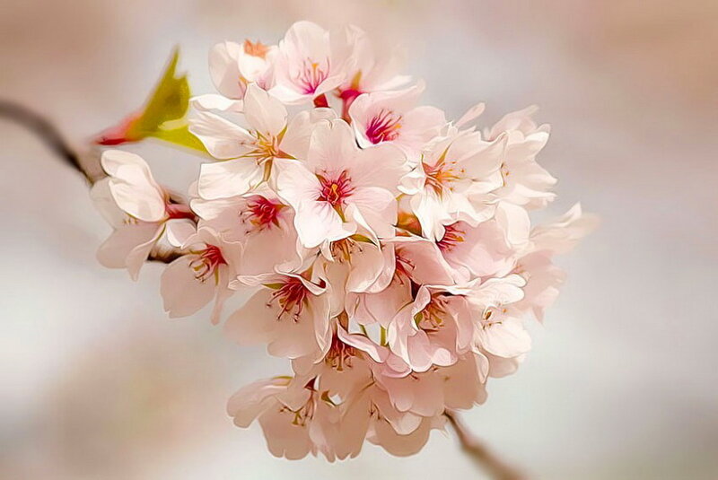 Cherry Blossom Cluster — Pink, Serene, Spring