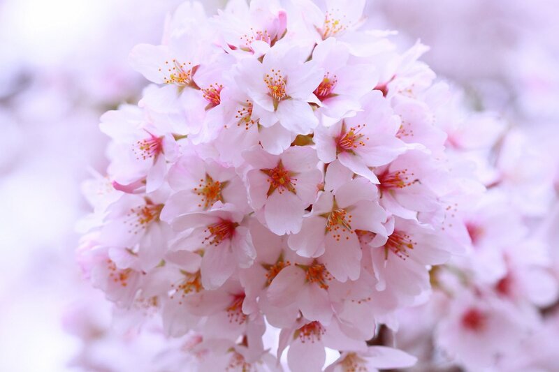 Cherry Blossom Cluster — Pink, Serene