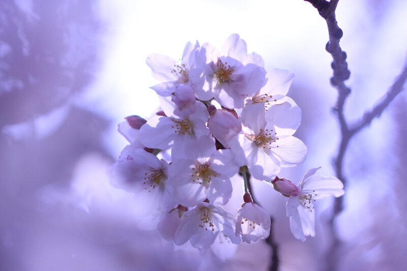 Cherry Blossom Cluster — Purple