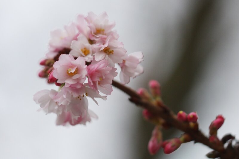 Cherry Blossom Cluster